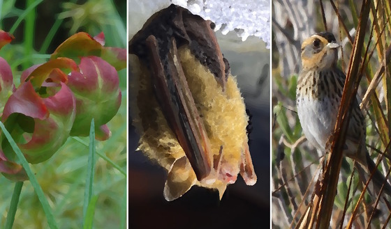3 images rendered like an oil painting: left to right, white-green pitcherplants, brown sparrow, brown bat