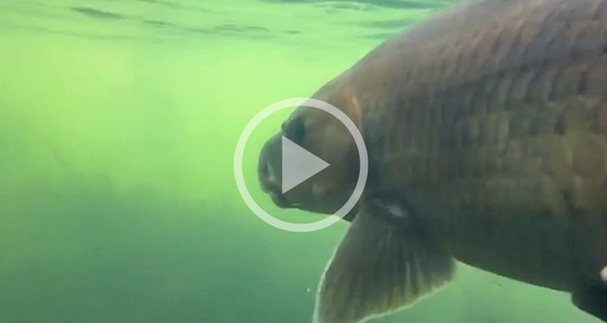 Underwater screen shot of bronze fish in green water