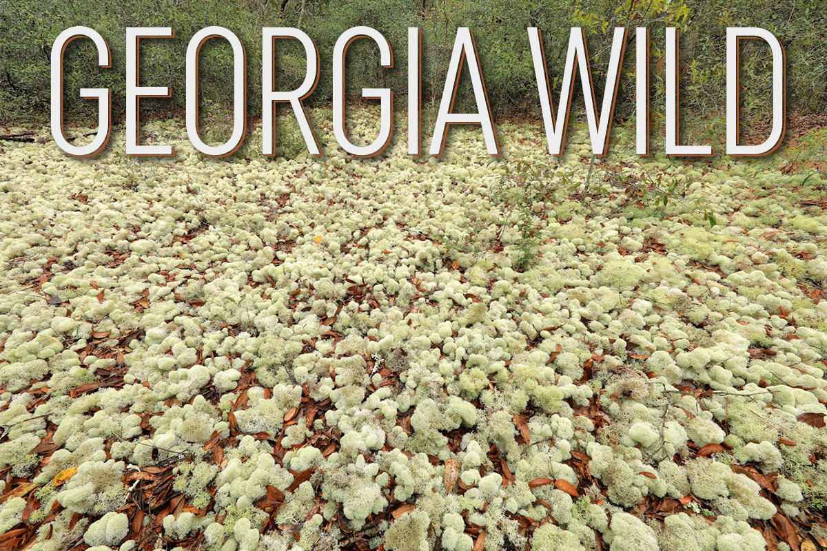 Crowd of puffy white lichens on sandy opening