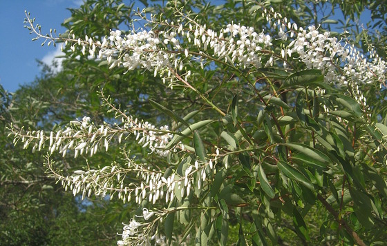 Clusters of white blooms on a tree with long green leaves against a blue sky