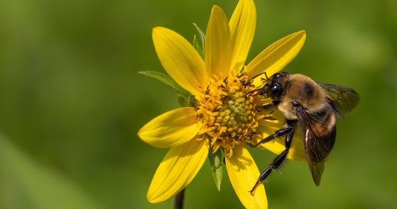 Golden brown and black bee on a yellow flower against a green background