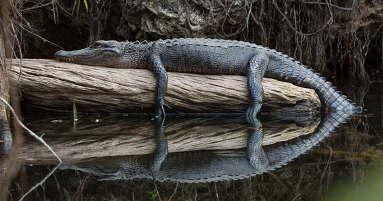 Dark gray alligator laying on brown log with legs dangling into reflection on dark water