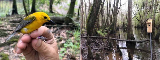 Two photos: left is bright yellow bird against forest; right is light wooden box against dark water and trees