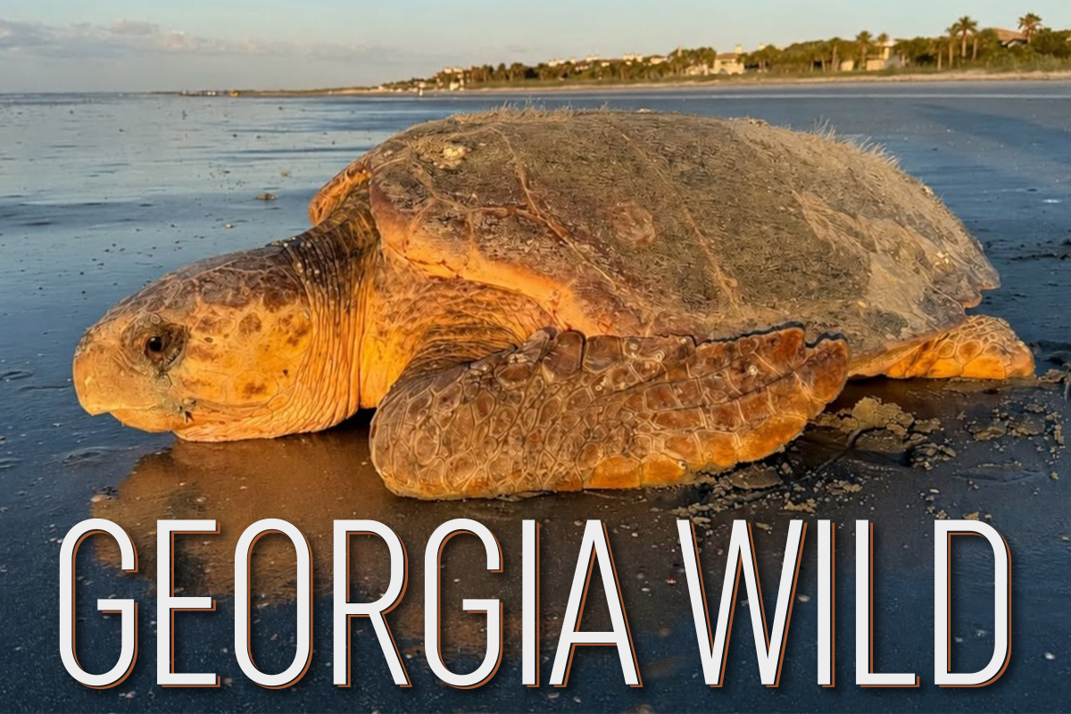 Georgia Wild masthead: sea turtle on tan, wet-sand beach