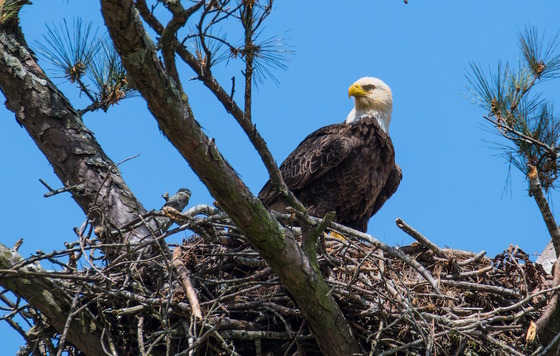 Bald eagle on nest