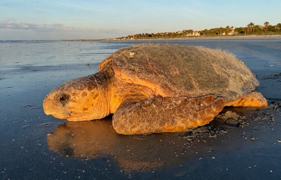 Large loggerhead on wet gray/blue beach