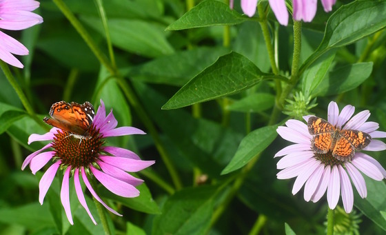 Light purple flowers with small butterflies against green leaves background