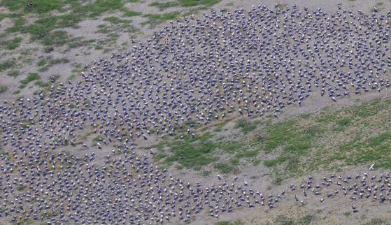 Aerial view of crowd of white/black shorebirds dotting island sand with sparse vegetation