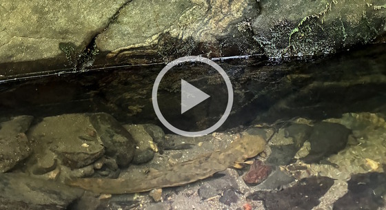 White video-play arrow over orangish hellbender in water against gray rocks