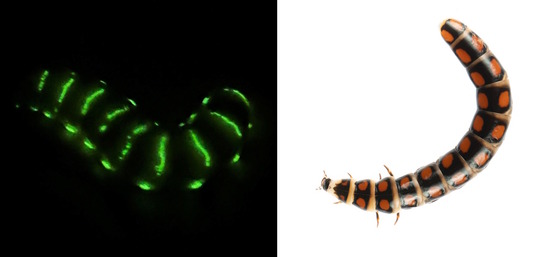 Two photos, left is black with green lines of worm at night; other is orange/black larva on white background