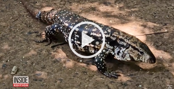 Argentine black and white tegu against brown background with white video-play button at center