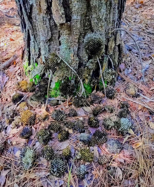 Gray wasp nests clustered in pine straw at base of a tree with gnarled bark