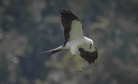 White and black swallow-tailed kite against a brown background