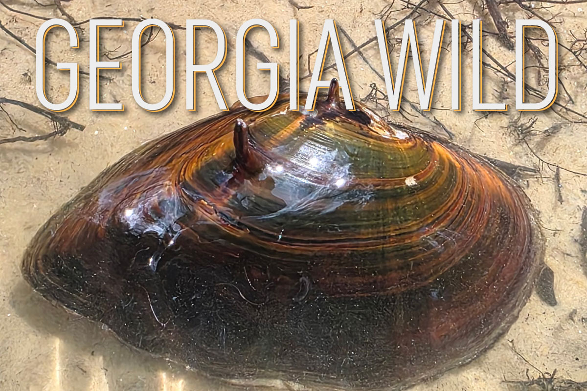 Georgia Wild masthead: Brown mussel with spikes in water with Georgia Wild text