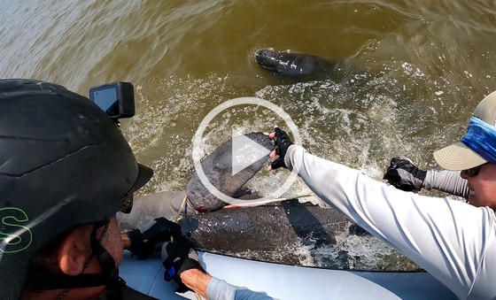 Two DNR staff work to check and remove line around a manatee pectoral beside a boat in brown water