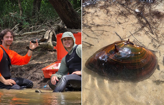 Two photos: left, of staff on riverbank with mussel; right of brown mussel in tan sand
