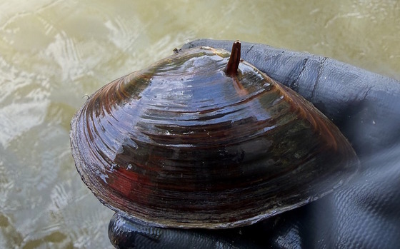 Dark brown mussel held by black-gloved hand over brown water