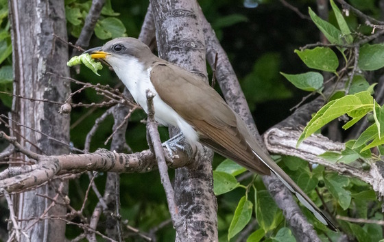 Gray and white bird on limb in green foliage