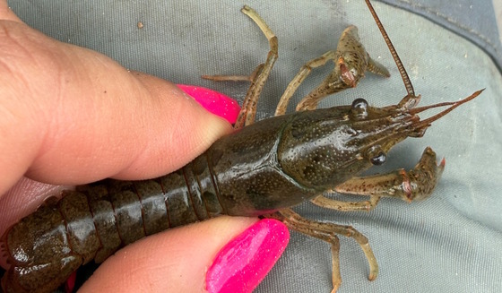 Closeup of brown crayfish held between fingers with bright pink nails