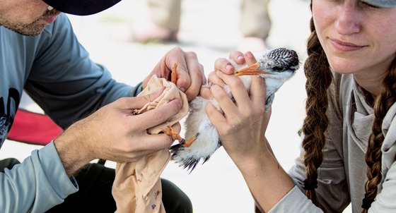 Hands holding white and gray tern chick for banding