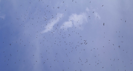 Hundreds of kites dot blue sky with white clouds