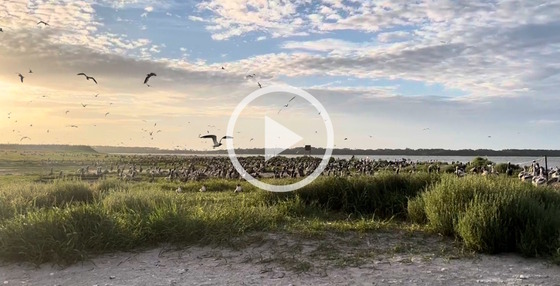 Video screen shot of birds flying against dawn blue-white sky over green vegetation 