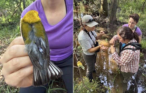 Two photos: back of bird showing tracker on left; right, three women disentangle warbler from mist net