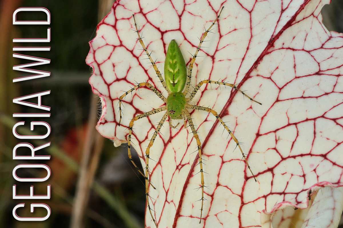 Georgia Wild masthead: green spider on a white plant with maroon veins (credit: Alan Cressler)