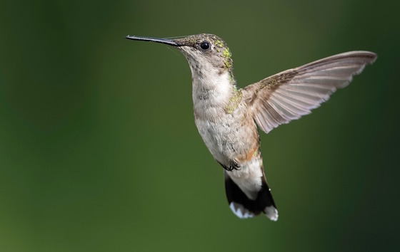 Hummingbird flying against dark background with spider webs on its beak