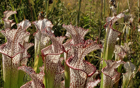 Cluster of maroon and white pitcherplants against a green background