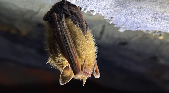 Small brown bat hanging from the gray roof of a cave