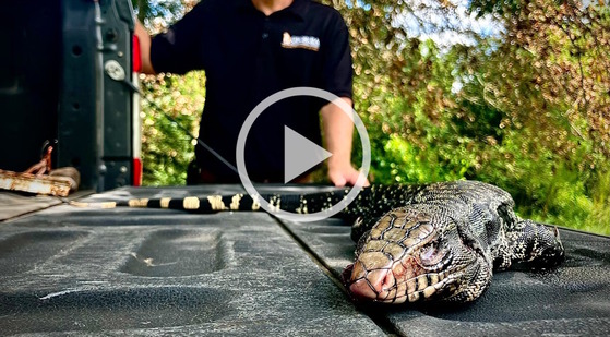 Euthanized black and white tegu on a truck tailgate with a person standing nearby