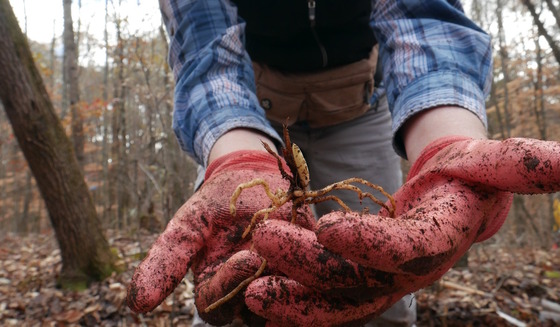 Red-gloved hands holding a brown, tangled-looking orchid and roots