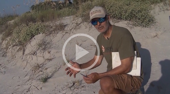DNR staff in tan  shirt and cap on sand by sea turtle nest