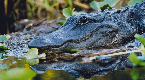 Dark gray-black alligator head in dark water by lily pads
