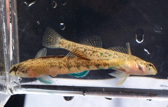 Two thin tan fish in a clear plastic water container