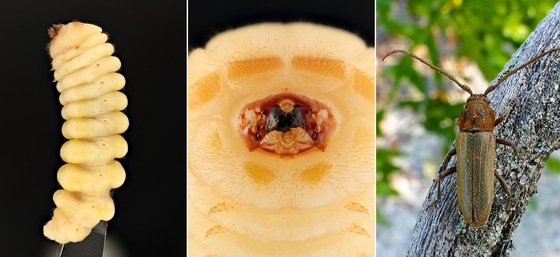 3 images, from left, yellow rumpled looking beetle larva; yellow and orange closeup of mouthparts; adult tan/olive beetle on lmb