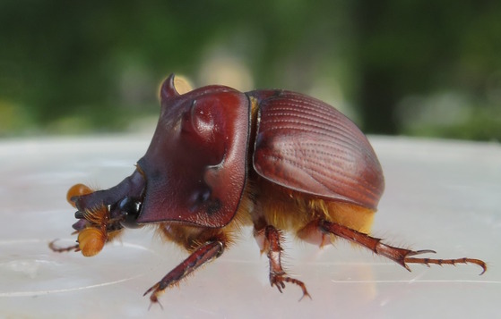 Brown-bronze beetle on plastic lid against deep green background