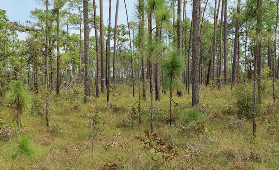 Open stand of longleaf pines with undergrowth of wire grass and other light green vegetation