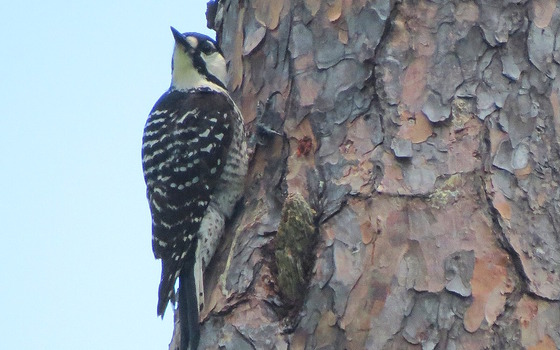 Gray, white and black woodpecker on brown-barked pine tree