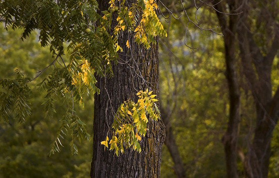 Gray trunked trees with green and yellowish leaves against a dark background