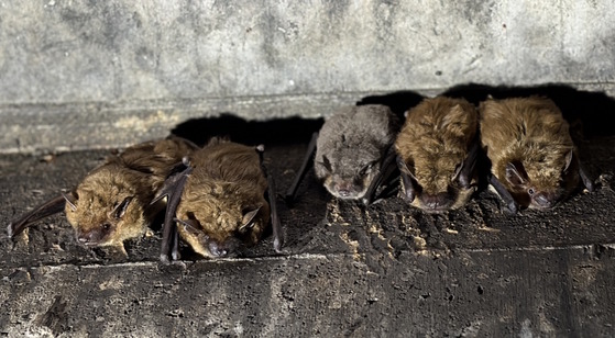 Group of brown and gray bats roosting on concrete structure