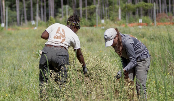 Two women check plants in a field