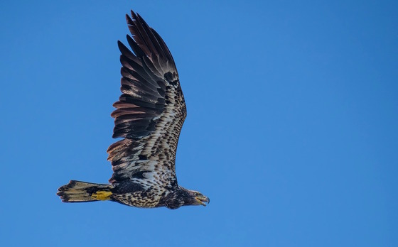 Mottled brown and white bald eagle (with lump along its throat) against a blue sky