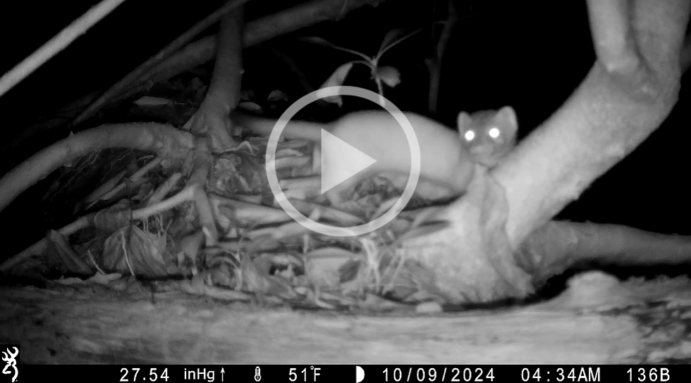 Black and white video screengrab of a weasel at night