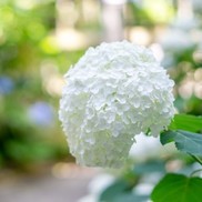 Hydrangea Festival