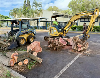 Downed tree at Moanalua Elementary
