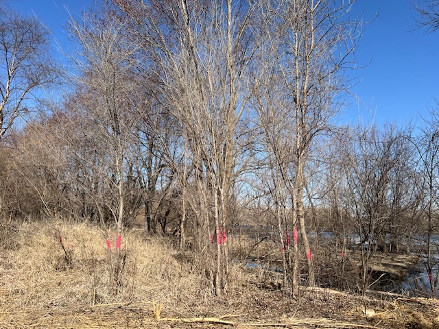 Trees marked for park maintenance 