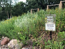 Native prairie