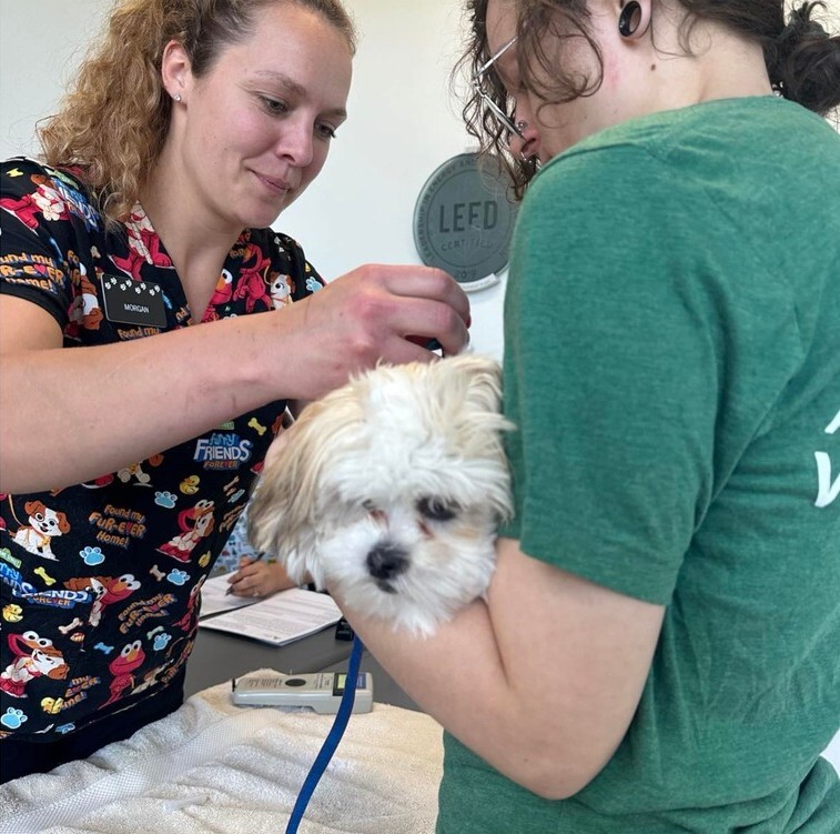 Dog receiving microchip
